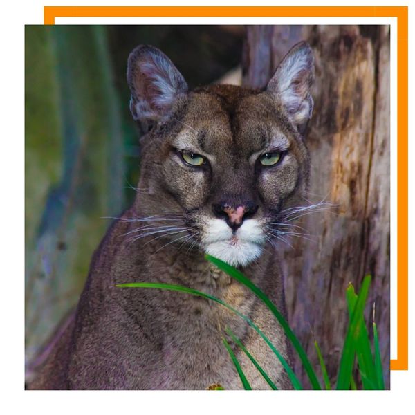 Mountain Lion