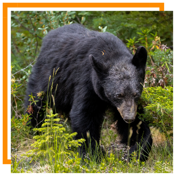 Black Bear 3.png