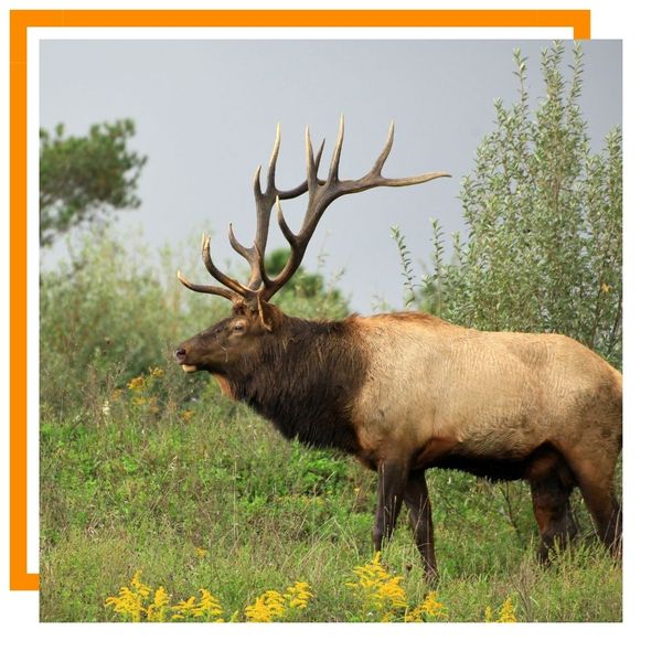 elk elk
