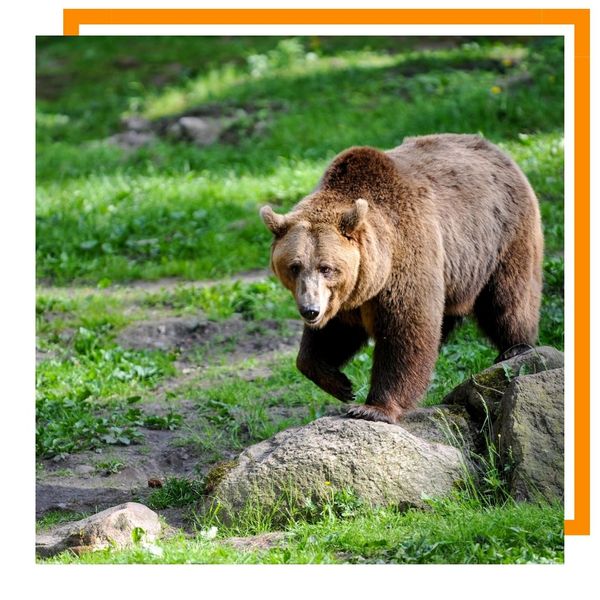 bear bear