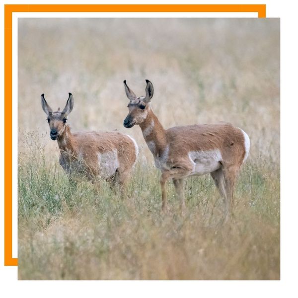 Pronghorn Antelope Pronghorn Antelope