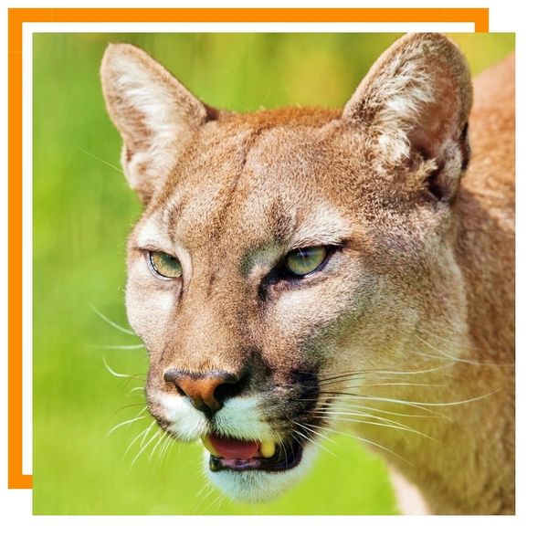 Mountain Lion Mountain Lion