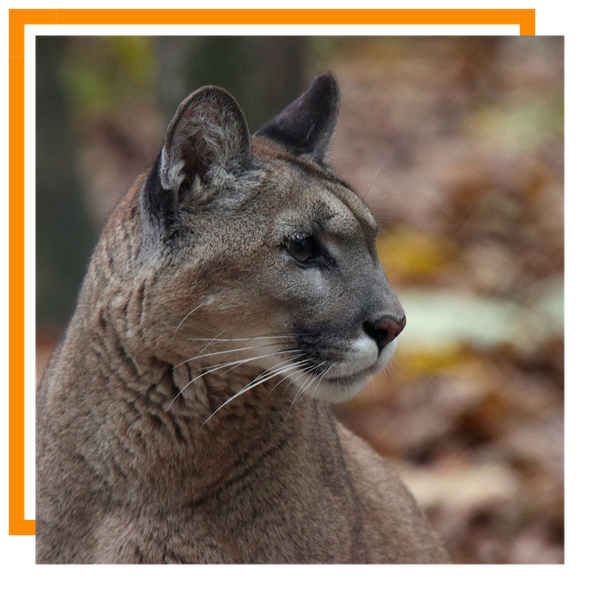 Mountain Lion2.png