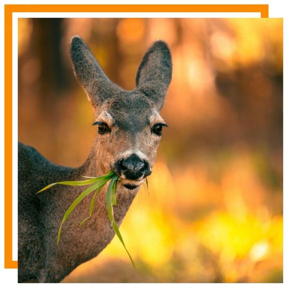 deer deer