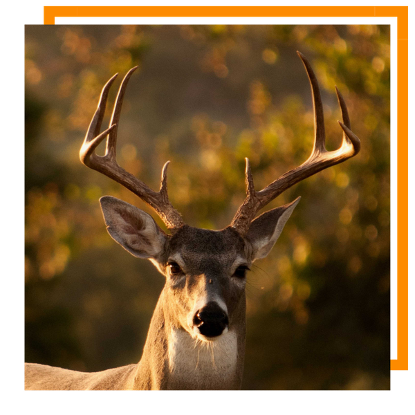 Mule Deer Craig 2.png