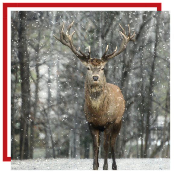 Elk 1.png