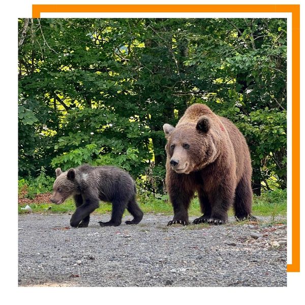 bear