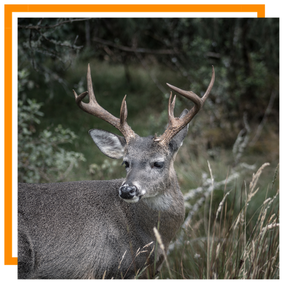 Mule Deer Craig 1.png