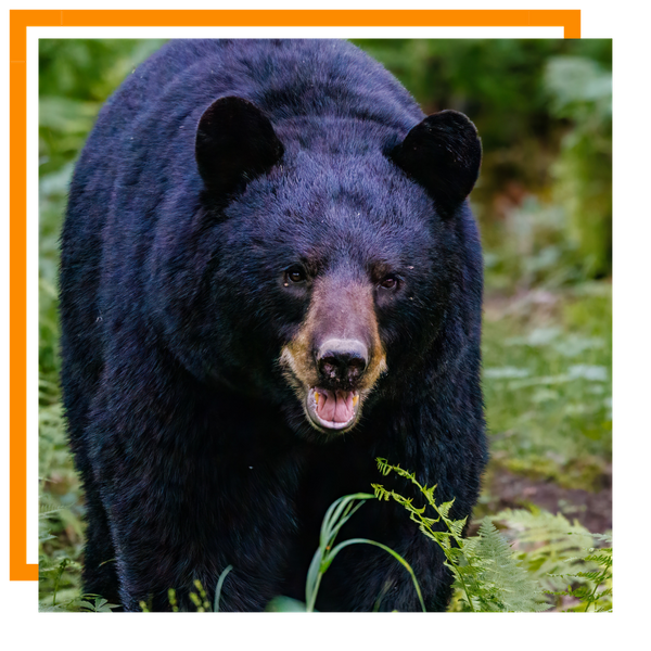 Black Bear 1.png