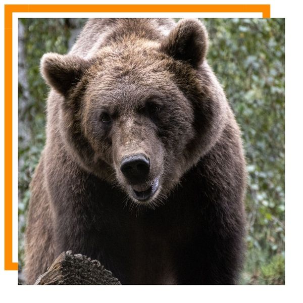bear bear
