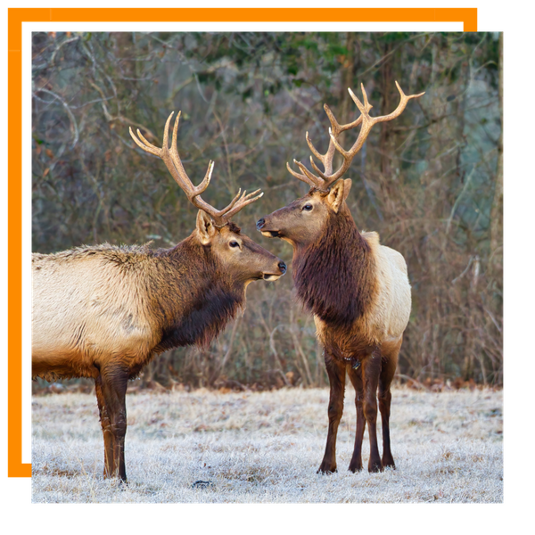 Elk Hunting Craig 1.png