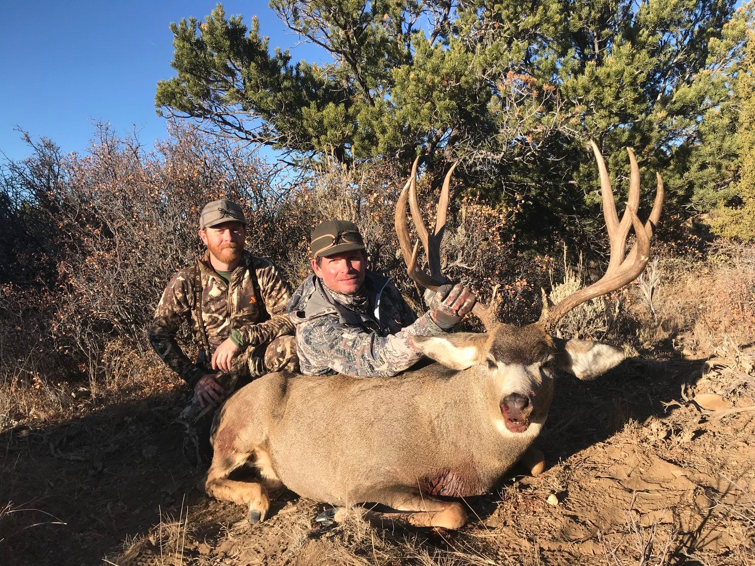 Mule_Deer_24.jpg