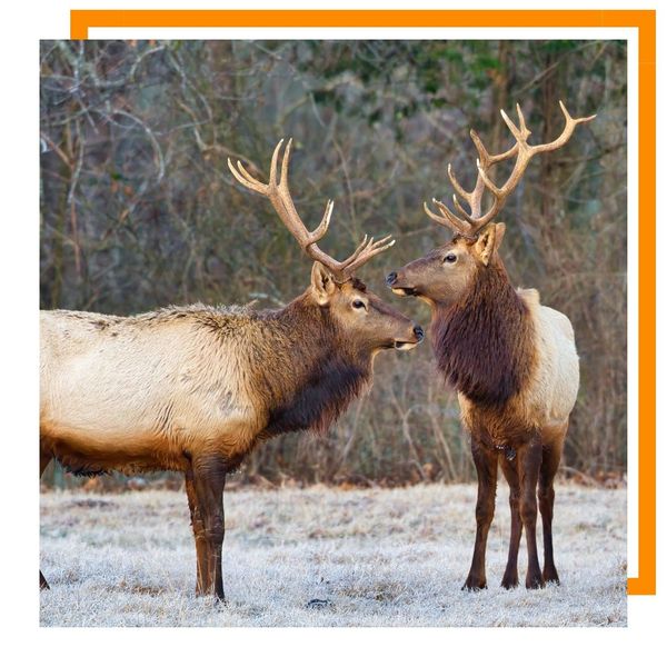 elk elk