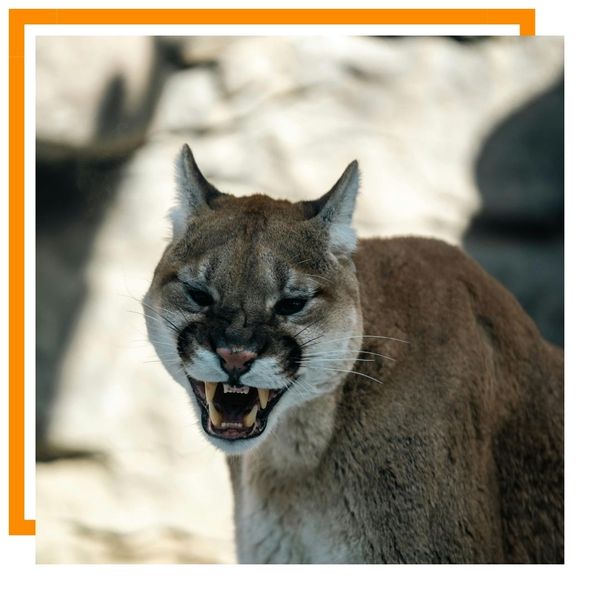 Mountain Lion Mountain Lion