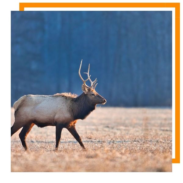 elk elk