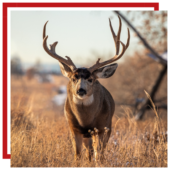 Mule Deer 1.png