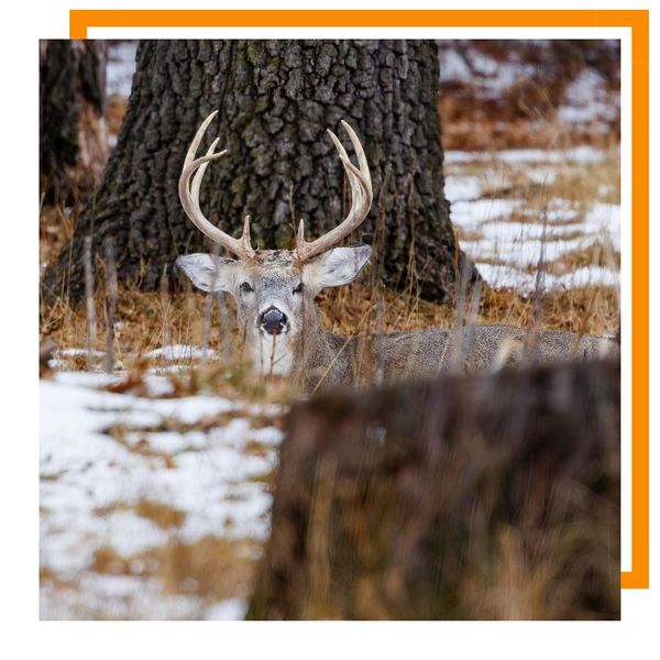 deer