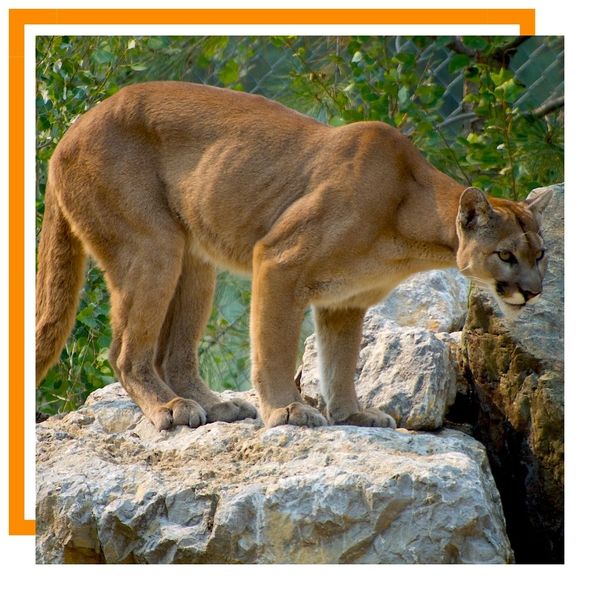 Mountain Lion Mountain Lion