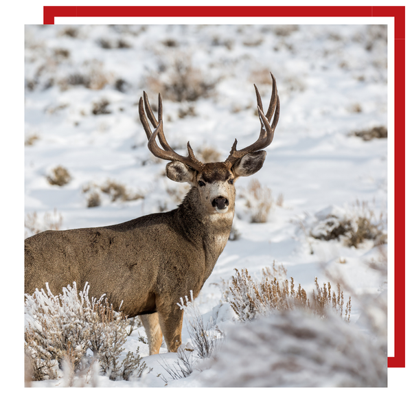 Mule Deer 2.png