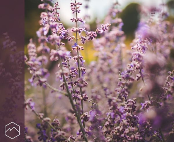 A close-up of a field of purple lavender flowers. A close-up of a field of purple lavender flowers.