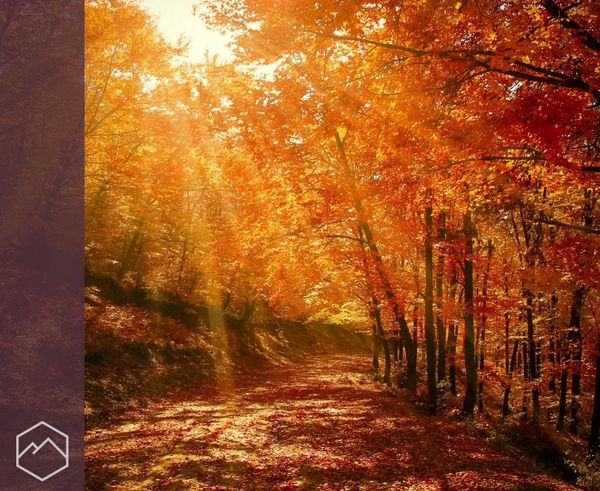A path through a forest of orange and yellow autumn trees with sunlight filtering through the leaves. A path through a forest of orange and yellow autumn trees with sunlight filtering through the leaves.