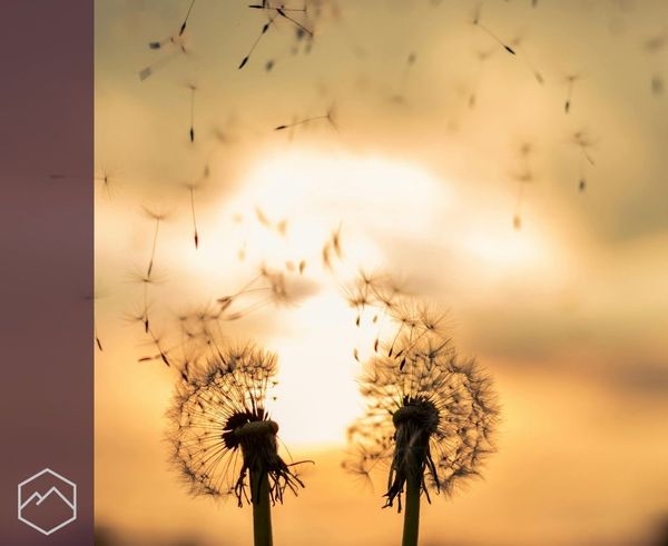 Two dandelions with seeds blowing away in the wind against a blurry sunset. Two dandelions with seeds blowing away in the wind against a blurry sunset.