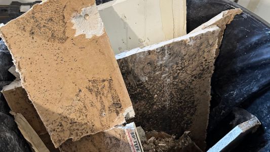 mold removal hero.jpg