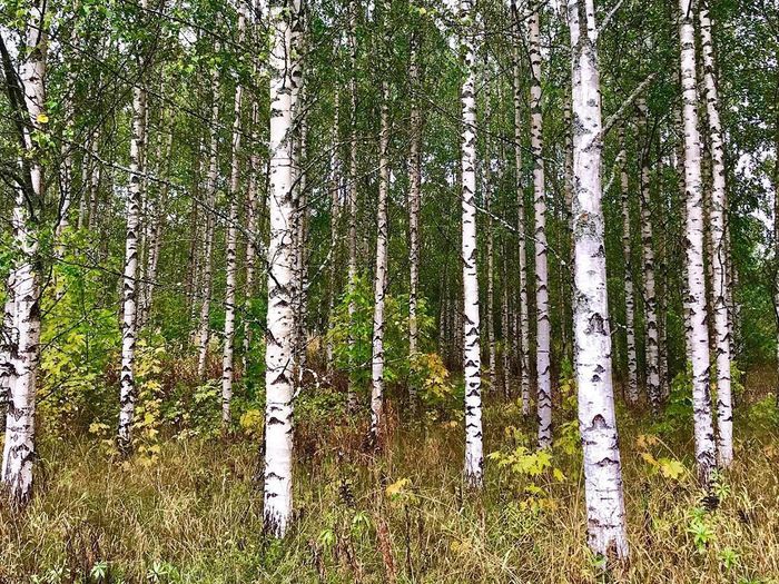 Forest of aspen trees.