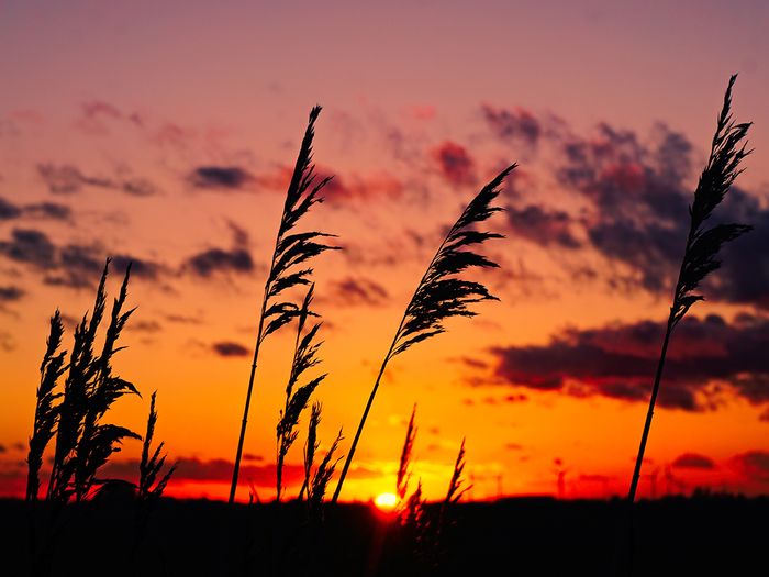 Reeds in silhouette with a colorful sunset in the backdrop. 