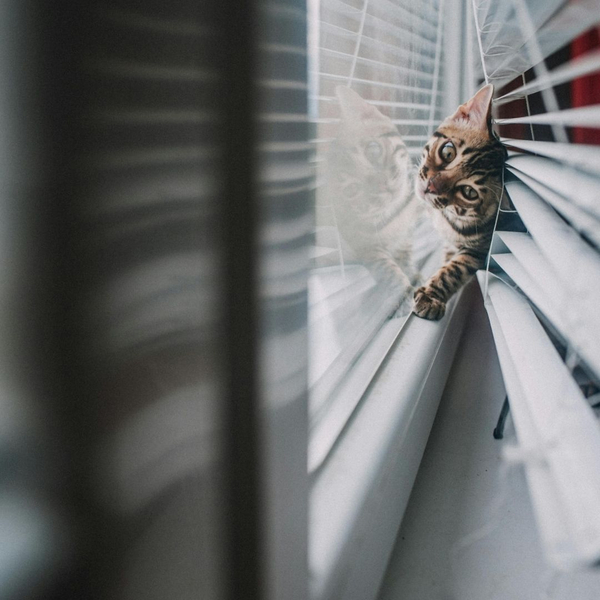cat crawling behind mini-blinds next to window glass Why Interior Shutters Are Worth the Investment 1.jpg