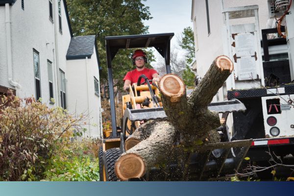 tree limb removal tree limb removal