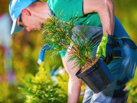 Close-up of a professional landscaper carefully planting a new evergreen tree to enhance the curb appeal of a residential property.