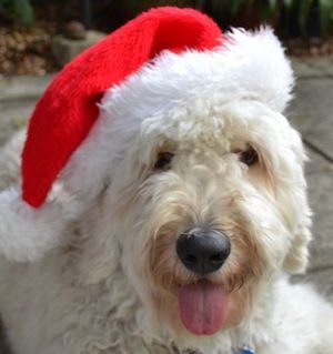 Bernedoodle christmas puppy