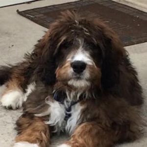 what is a standard bernedoodle