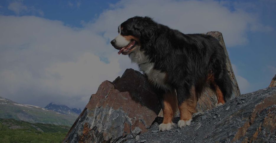 a bernese dog standing on rocks
