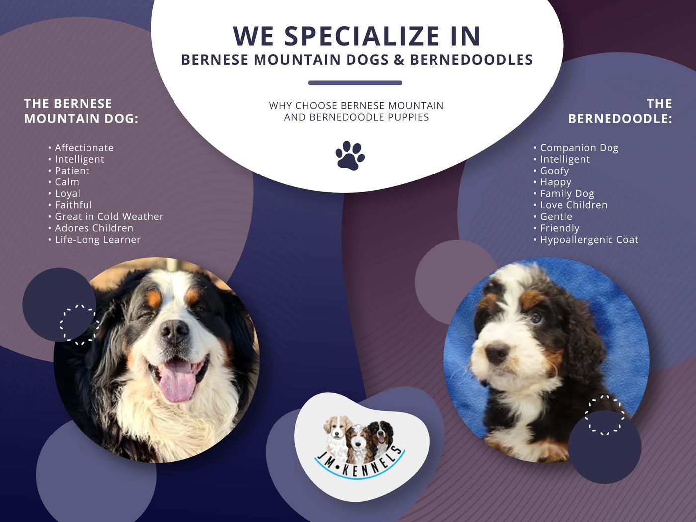 We Specialize in Bernese Mountain Dogs and Bernedoodles Infographic.jpg