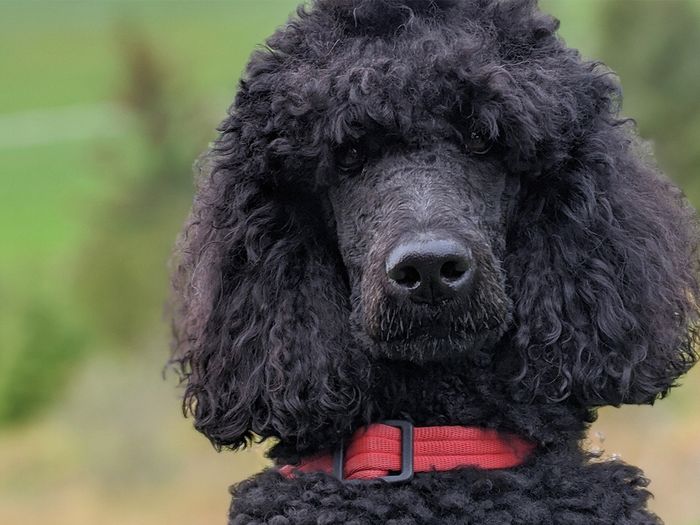 Poodles are intelligent and hypoallergenic dogs