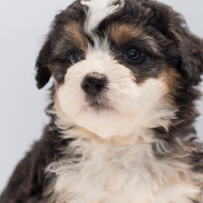 JM Kennels is a Colorado dog breeder offering bernedoodles, Bernese mountain dogs, and standard poodles