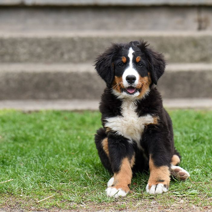 JM Kennels is a professional Colorado dog breeder with over 30 years of breeding bernedoodle, standard poodle, and a Bernese mountain dogs 