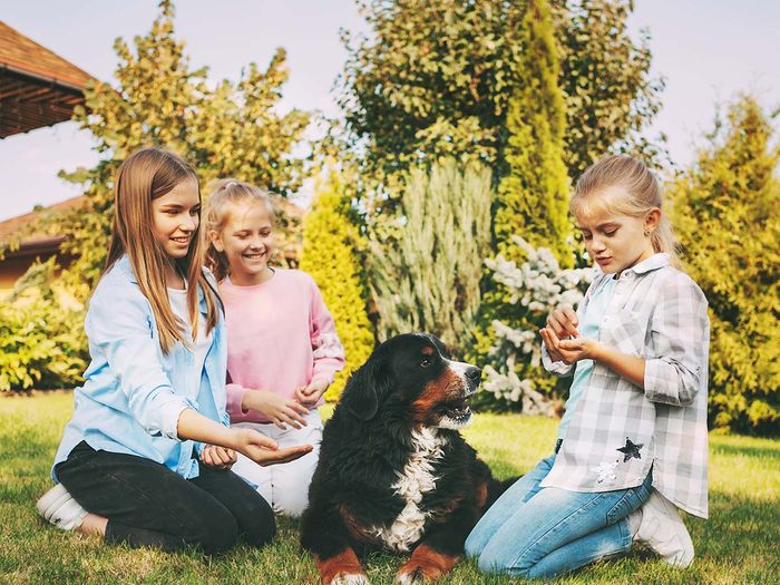 a bernese dog with children