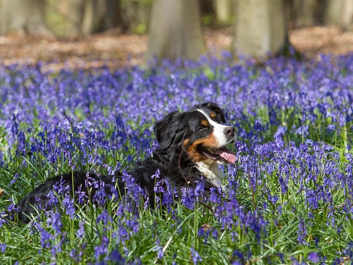a happy bernese dog in a flower field