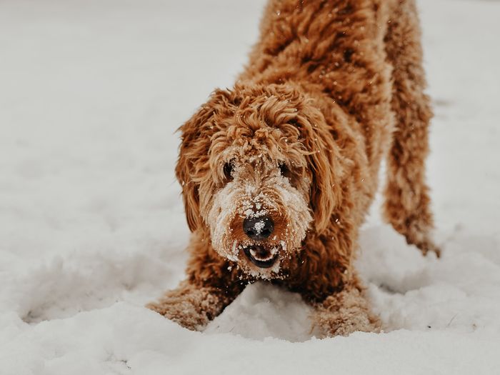 Doodle playing in snow