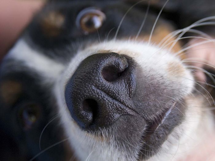 a bernese dog close up