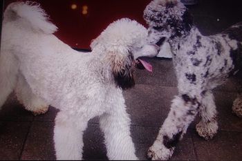 Poodle Puppies available in Colorado