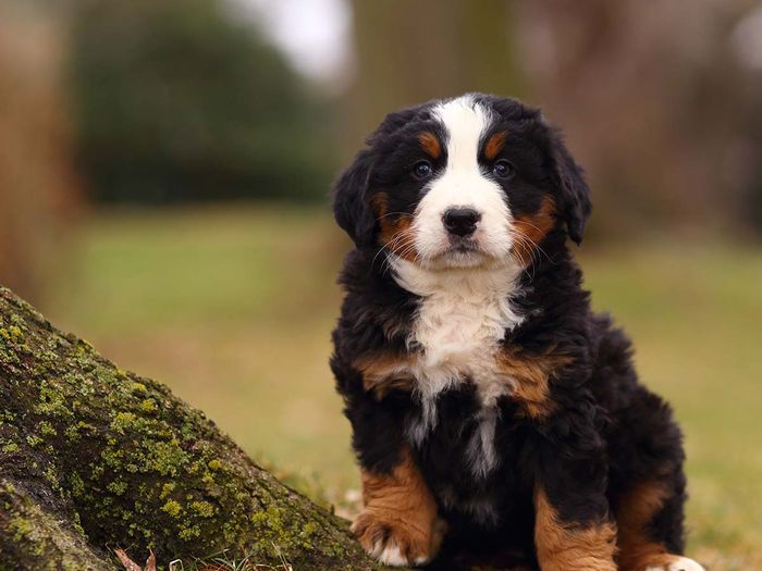 a small bernese puppy