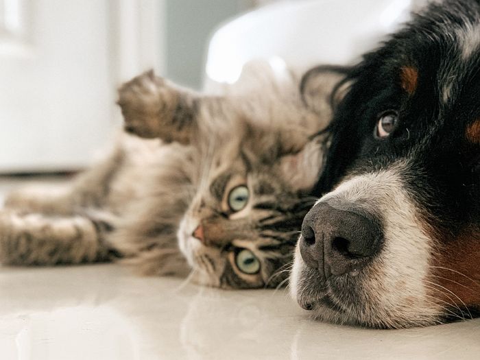 bernedoodle and cat