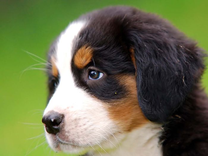 A bernese puppy