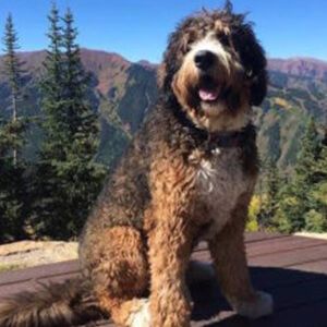 what is a standard bernedoodle