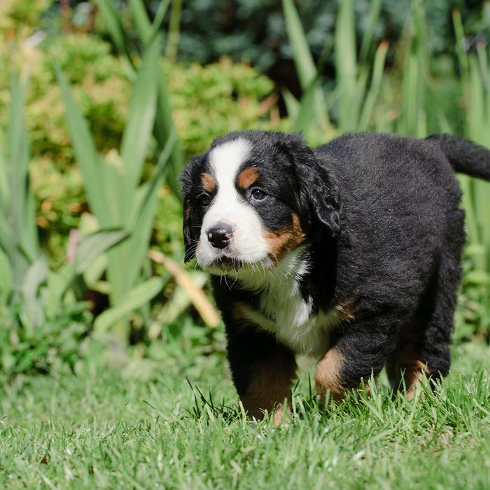 JM Kennels is a Colorado dog breeder offering bernedoodles, Bernese mountain dogs, and standard poodles