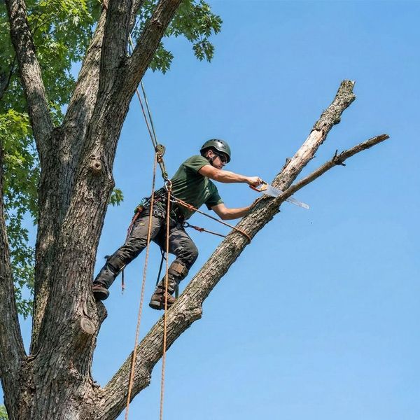pruning dead branches off tree 
